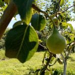de-ce-perii-nu-dau-fructe-dupa-o-inflorire-abundenta.jpg